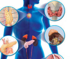 Эндокринная система