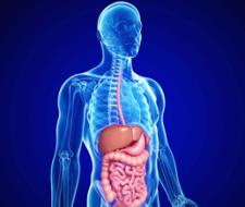 Пищеварение