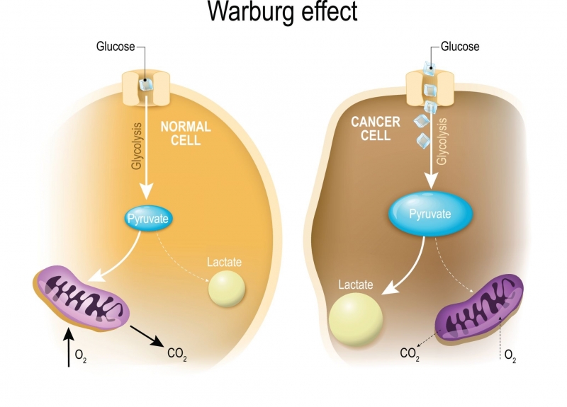 glycolysis. Warburg effect, создано искусственным интеллектом