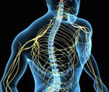 Нервная система