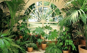 Озелените свой дом и дышите легче с правильными комнатными растениями.