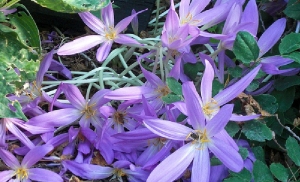 Ядовитый алкалоид из британских крокусов под названием колхицин может оказаться универсальным оружием против рака