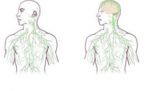 Ваш мозг напрямую связан с иммунной системой