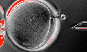 Удалось получить функциональные эмбриональные клетки из клонированного эмбриона человека