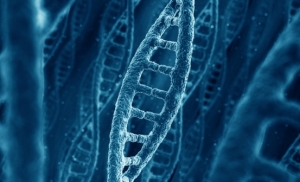 Ученые обнаружили в ДНК «биологические часы человека» 