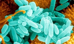 Нановойны – борьба с патогенными палочками